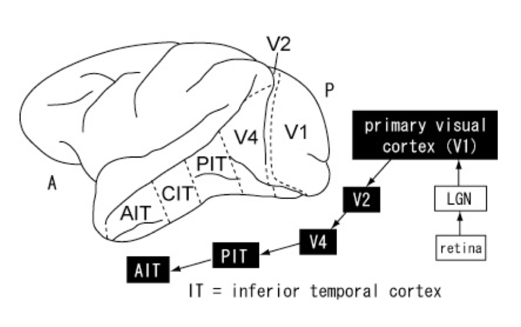Figure 2: Information processing of the visual system. Image adapted from Yasuda et al., 2010.