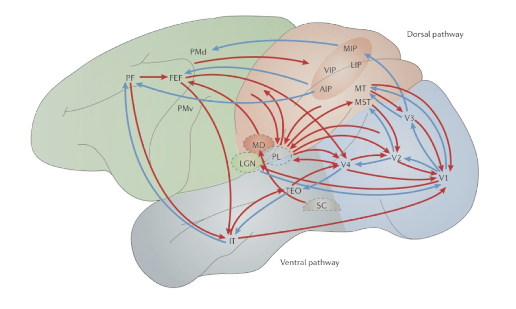 Figure 3: The blue arrows represent visual information processing involving feedforward connections. The visual cortical pathways begin in area V1 and extent through a ventral pathway into the temporal lobe and through a dorsal pathway in the parietal cortex and the prefrontal cortex (PF). The red arrows represent reciprocal feedback connections, which provide reciprocal top-down influences that mediate feedforward processing. Feedback is seen in direct cortical connections directed towards area V1, in projections from areas V1 and the LGN and interactions between cortical areas mediated by the pulvinar (PL) nucleus of the thalamus. The image also shows information about motor commands is fed to the sensory apparatus by pathways involving the superior colliculus (SC), medial dorsal nucleus of the thalamus (MD), and the frontal eye fields (FEF). Image adopted from Gilbert and Li (2013).